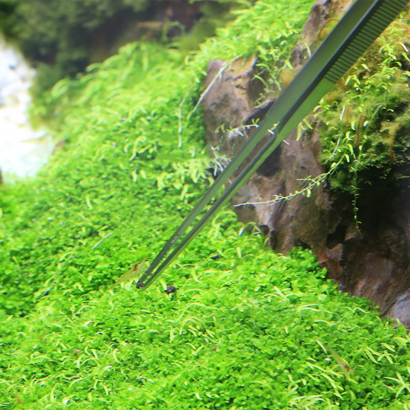 VIV ADA Quality Stainless Stee - огляд і ціна Planted Aquarium Ada