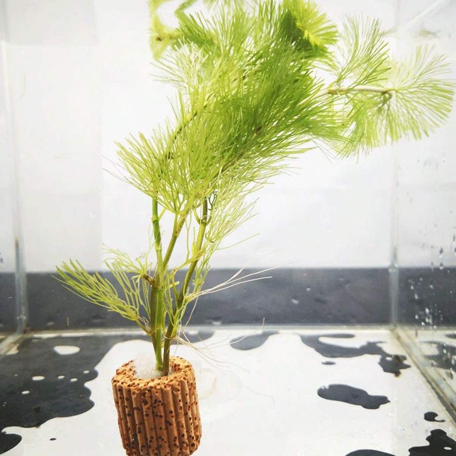 High   Quality Aquarium Plant  - огляд і ціна Aquarium Plant Rings