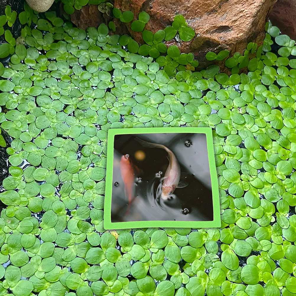 10Pcs Aquarium Floating Rings  - огляд і ціна Aquarium Plant Rings