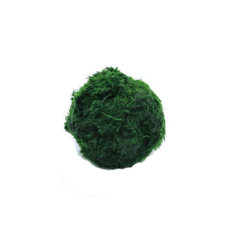 Marimo Moss Balls Live Aquariu - огляд і ціна Aquarium Plant Rings
