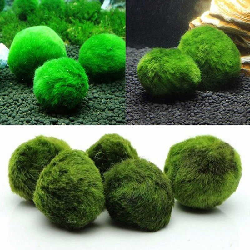Marimo Moss Balls Live Aquariu - огляд і ціна Aquarium Plant Rings