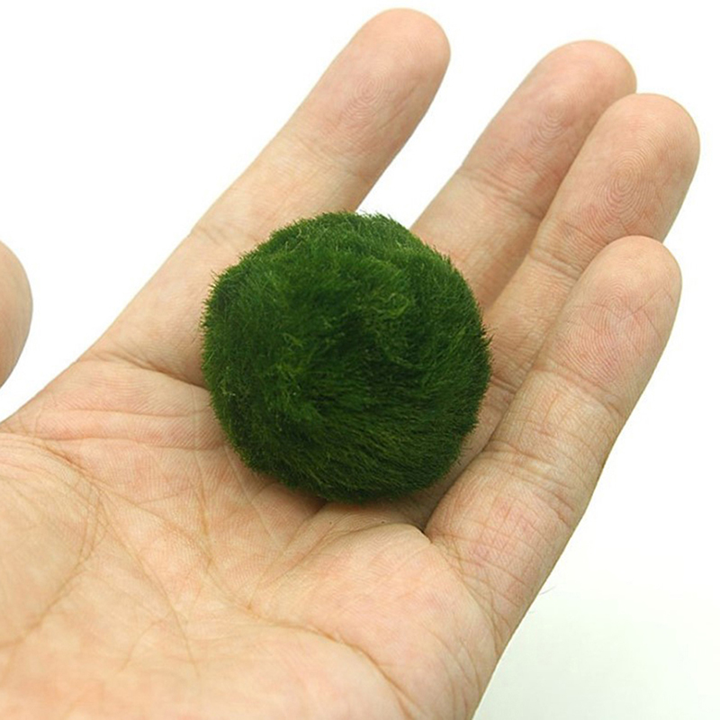 Marimo Moss Balls Live Aquariu - огляд і ціна Aquarium Plant Rings