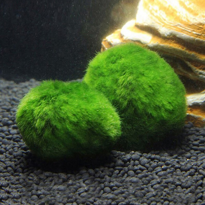 Marimo Moss Balls Live Aquariu - огляд і ціна Aquarium Plant Rings