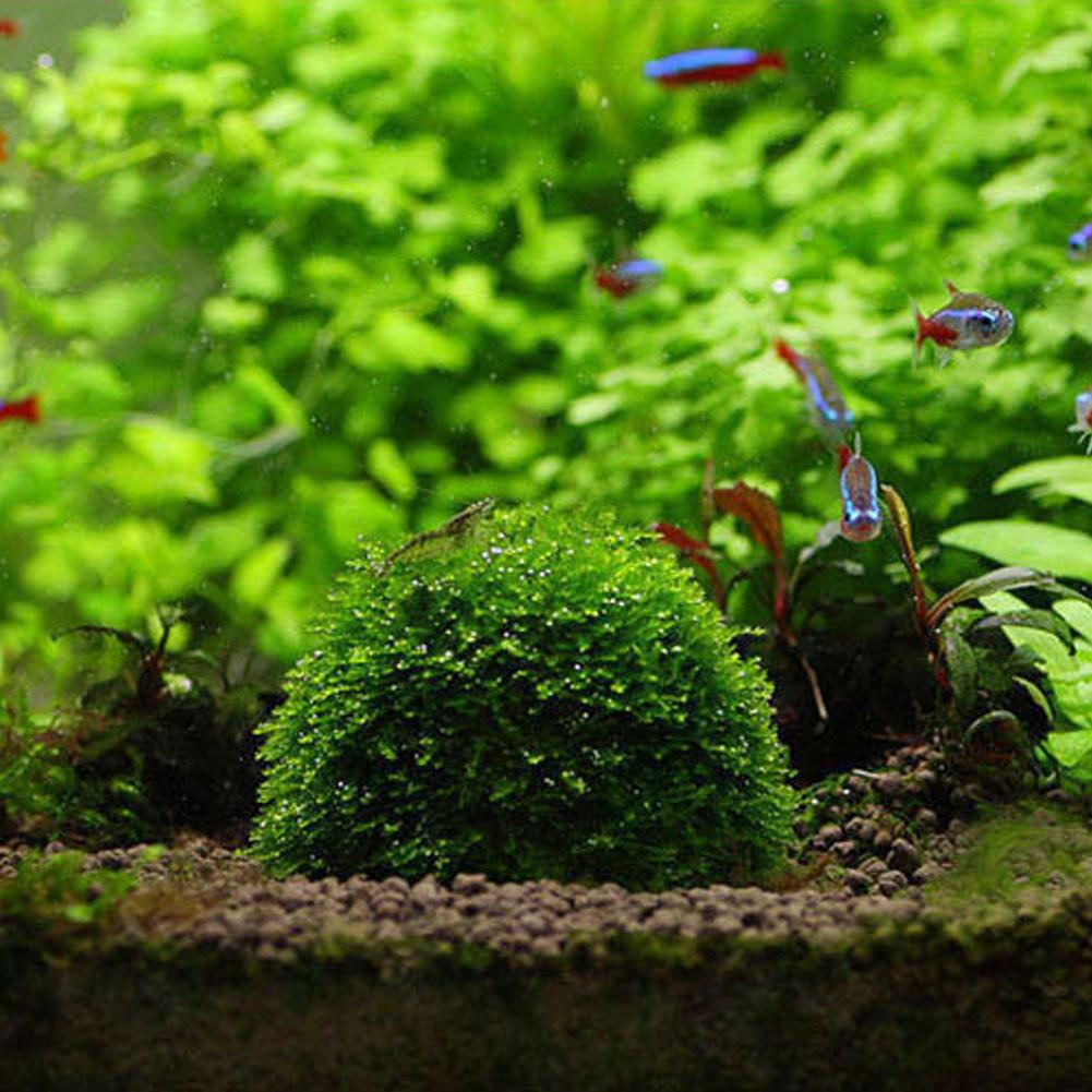 Aquarium Decoration Plants Bio - огляд і ціна Aquarium Plant Red
